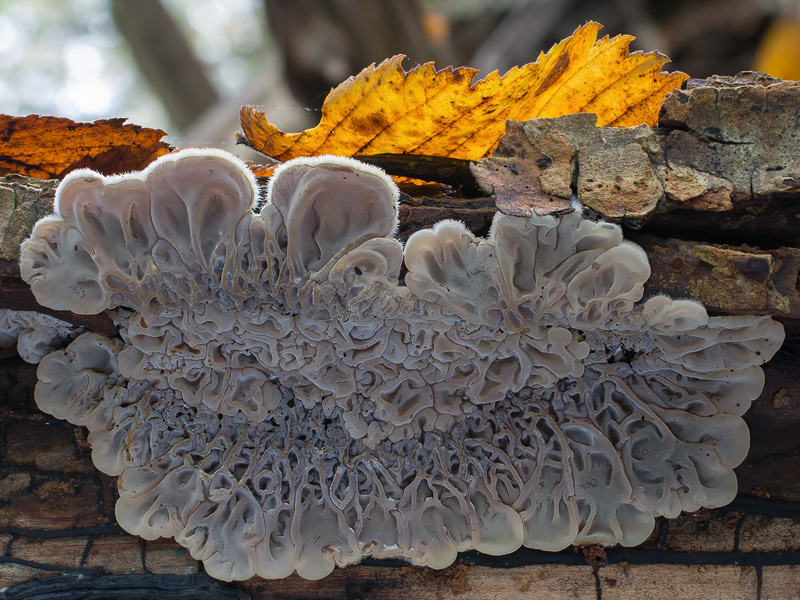 Auricularia mesenterica